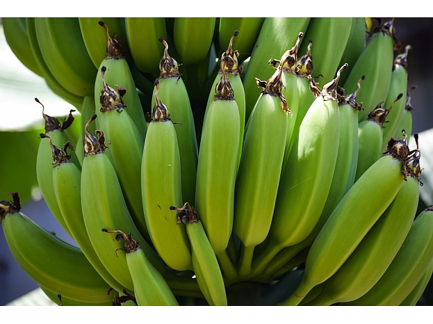 Autors: banani