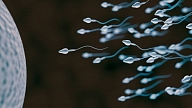 Atbildes uz populārākajiem jautājumiem par spermas kvalitāti un dzīves ilgumu

