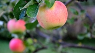 Kā āboli uzlabo veselību? Skaidro uztura speciāliste