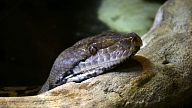 Latgalē slimnīcā nogādā čūskas sakostu vīrieti
