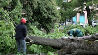 Uzkrītot kokam, divi vīrieši guvuši smagas traumas