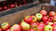 3 iemesli, kādēļ āboli ir vērtīga ēdienkartes sastāvdaļa