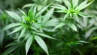 Aptauja: Sabiedrībā turpina pieaugt atbalsts marihuānas legalizācijai