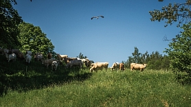 Liellopu bioloģiskās gaļas ražošana, piegāde

