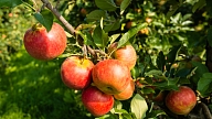 Labas veselības simbols – ābols: Vairāk nekā 10 pieņēmumi un patiesības