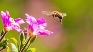 Kā rīkoties, ja iedzēlusi bite? Stāsta farmaceite