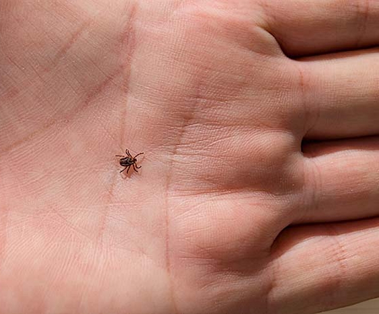 SPKC atgādina par vakcināciju pret ērču encefalītu – 2026. gadā valsts apmaksāta bērnu vakcinācija pieejama astoņos novados