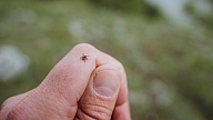 SPKC: sākas ērču aktivitātes sezona – saslimstības dati apliecina augstu risku Latvijā