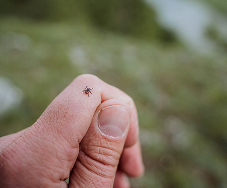 SPKC: sākas ērču aktivitātes sezona – saslimstības dati apliecina augstu risku Latvijā