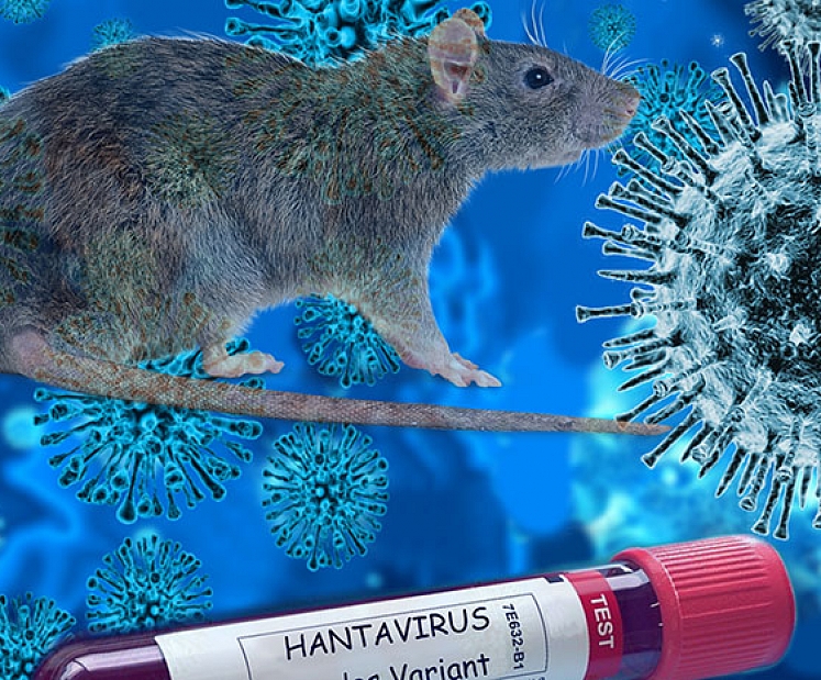 SPKC: hantavīruss – uzliesmojuma risks zems; ko ņemt vērā dodoties ceļojumos