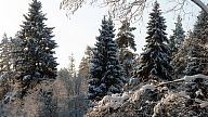 Aukstuma gaidās