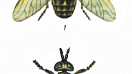 DUNDURI