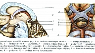 HIPOFĪZE