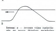 IEROSA