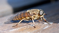 Kā izvairīties no kukaiņu kodumiem?