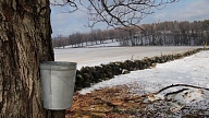 Kļavu sulas