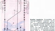 KUSTĪBU REGULĀCIJA