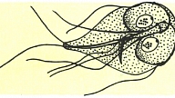LAMBLIJA