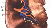 LIESA