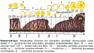 MENSTRUĀCIJA