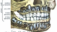 PIENA ZOBU SAKODIENS