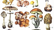 SĒNES