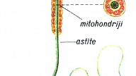 SPERMATOZOĪDS