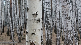 Panacejas meklējumos fitoterapijā

