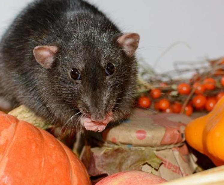 SPKC aicina: mazgā rokas, dārzeņus un augļus – pasargā sevi no leptospirozes!