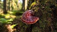 10 iemesli, kāpēc Reishi vērts iekļaut savā uzturā
