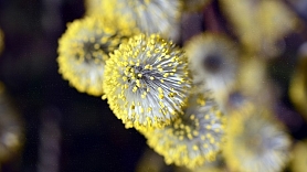 10 ieteikumi, kā cīnīties ar pavasara alerģijām

