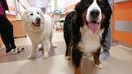 Rīgas 1. slimnīcas Īslaicīgas sociālās aprūpes centra klienti šogad jau otro reizi varēja izbaudīt kanisterapiju jeb suņu terapiju