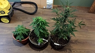 "Getliņi EKO" apsver iespēju audzēt ārstniecisko marihuānu