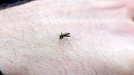 Pētījums: Mikroplastmasas var nonākt barības ķēdē ar odu starpniecību
