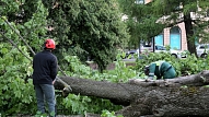 Uzkrītot kokam, divi vīrieši guvuši smagas traumas