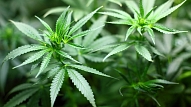 Aptauja: Sabiedrībā turpina pieaugt atbalsts marihuānas legalizācijai

