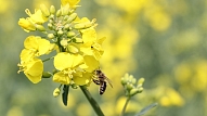 Bērniem pieejama imūnterapija pret bišu un lapseņu kodumu izraisītām alerģijām