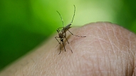 Kā izvairīties no kukaiņu kodumiem? Iesaka farmaceite