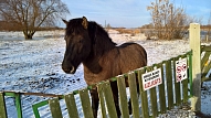 Jauniete gūst traumas, nokrītot no zirga