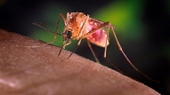 Atzīmēs Pasaules malārijas dienu