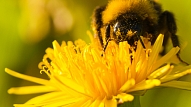Brīdina būt piesardzīgiem ziedputekšņu alerģiju sezonā