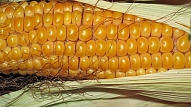 EP deputāti mudina atsaukt izsniegto atļauju lietot pārtikā ģenētiski modificētās kukurūzas šķirni