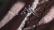 GSK iesniegs pieteikumu malārijas vakcīnas apstiprināšanai