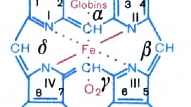 HEMOGLOBĪNS