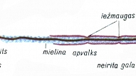 NERVU ŠŪNA