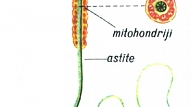 SPERMATOZOĪDS