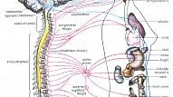 VEĢETATĪVĀ NERVU SISTĒMA