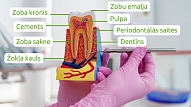 Zobu kopšanas paradumi, kas var pasargāt no periodontīta: Iesaka speciālisti