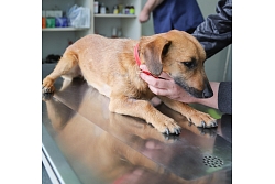 Veterinārārsts