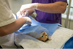 Veterinārārsts